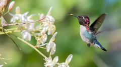 Najmniejsze ptaki na świecie